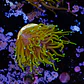 Euphyllia glabrescens 