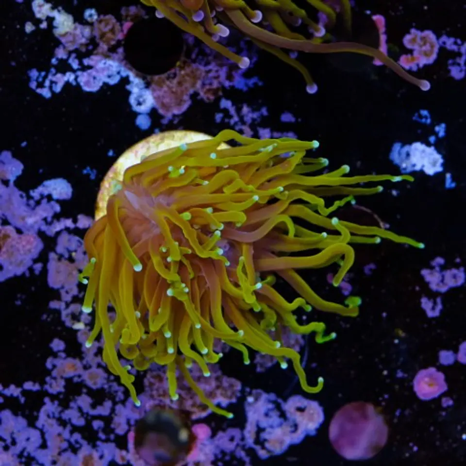 Euphyllia glabrescens 
