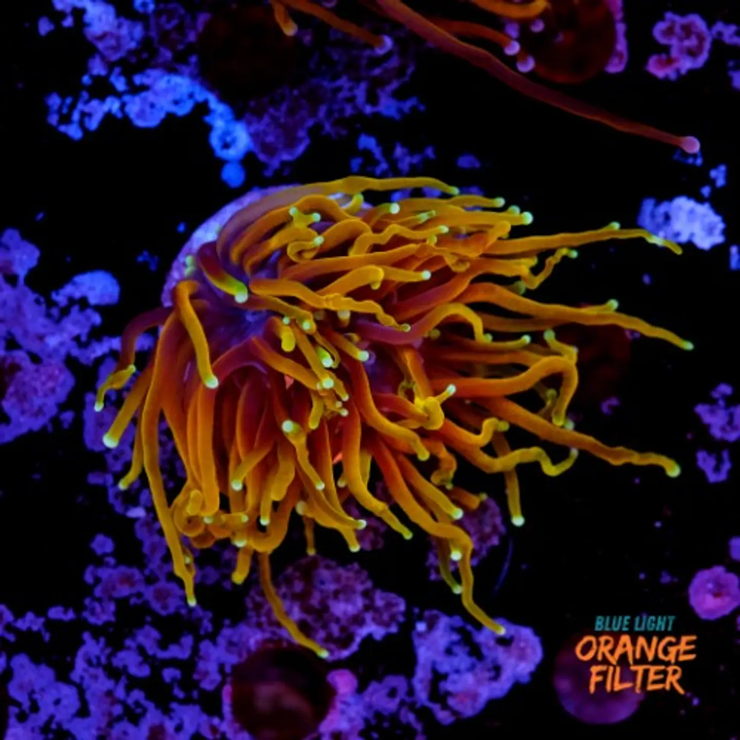 Euphyllia glabrescens 