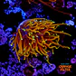 Euphyllia glabrescens 