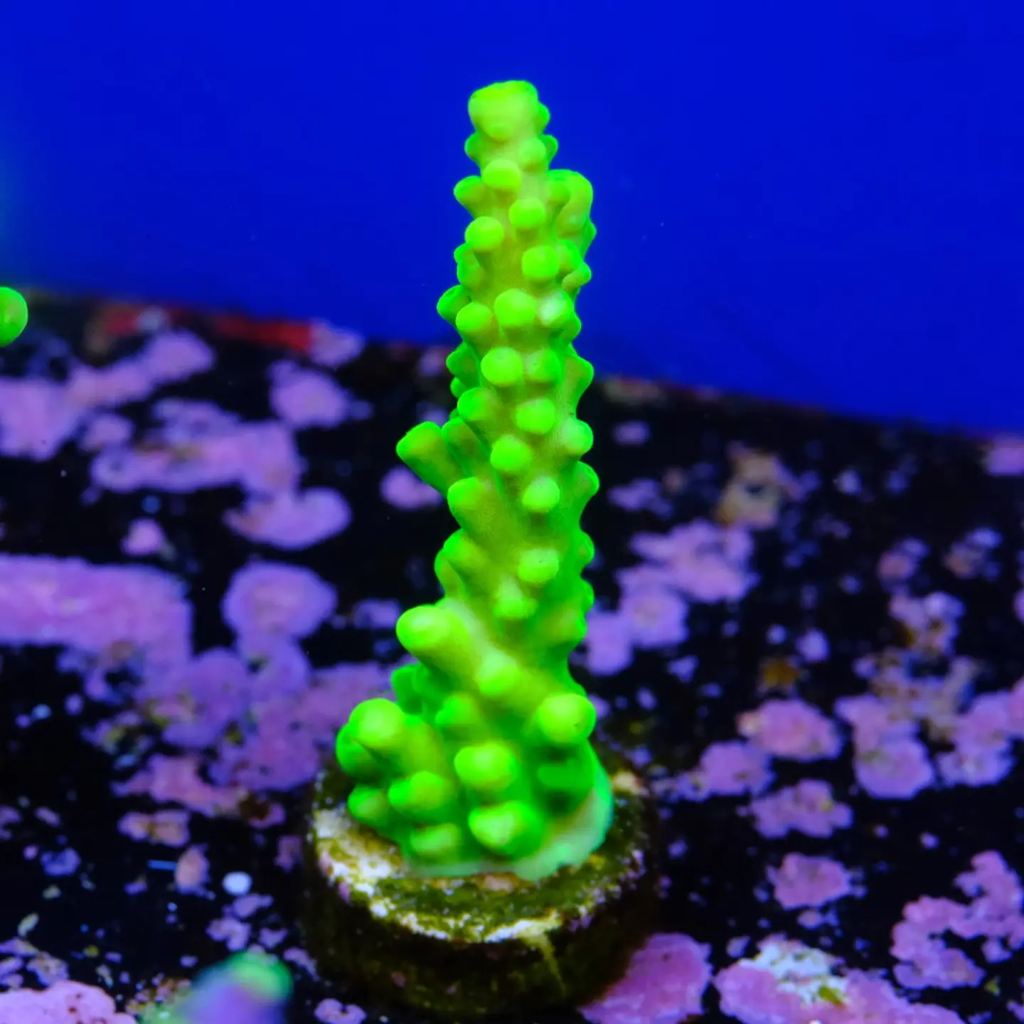 Acropora austera  2
