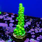 Acropora austera  - Thumbnail 2