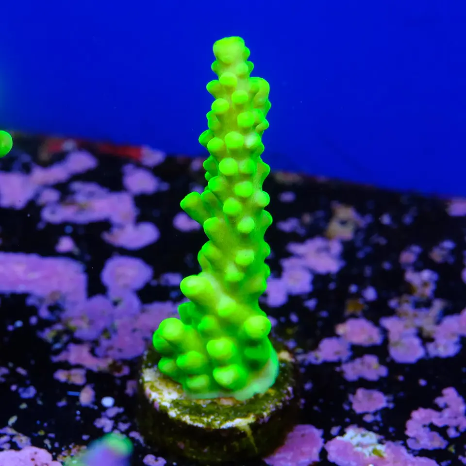 Acropora austera  2