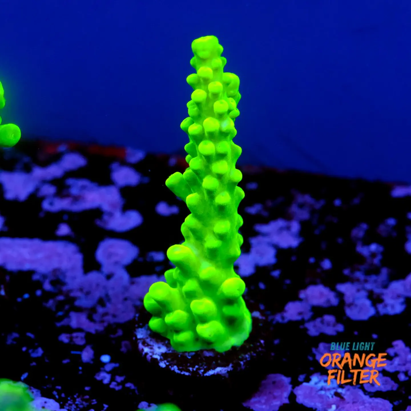 Acropora austera  1