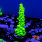 Acropora austera  - Thumbnail 1