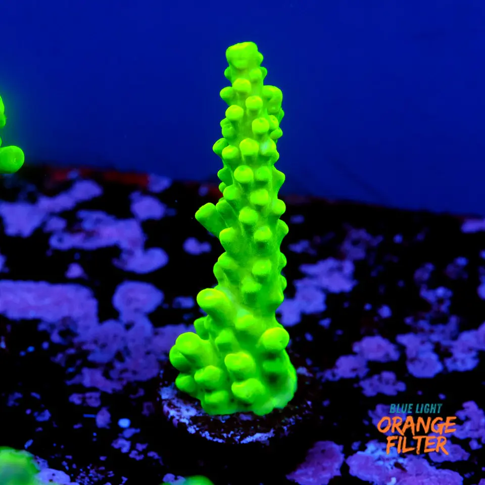Acropora austera  1