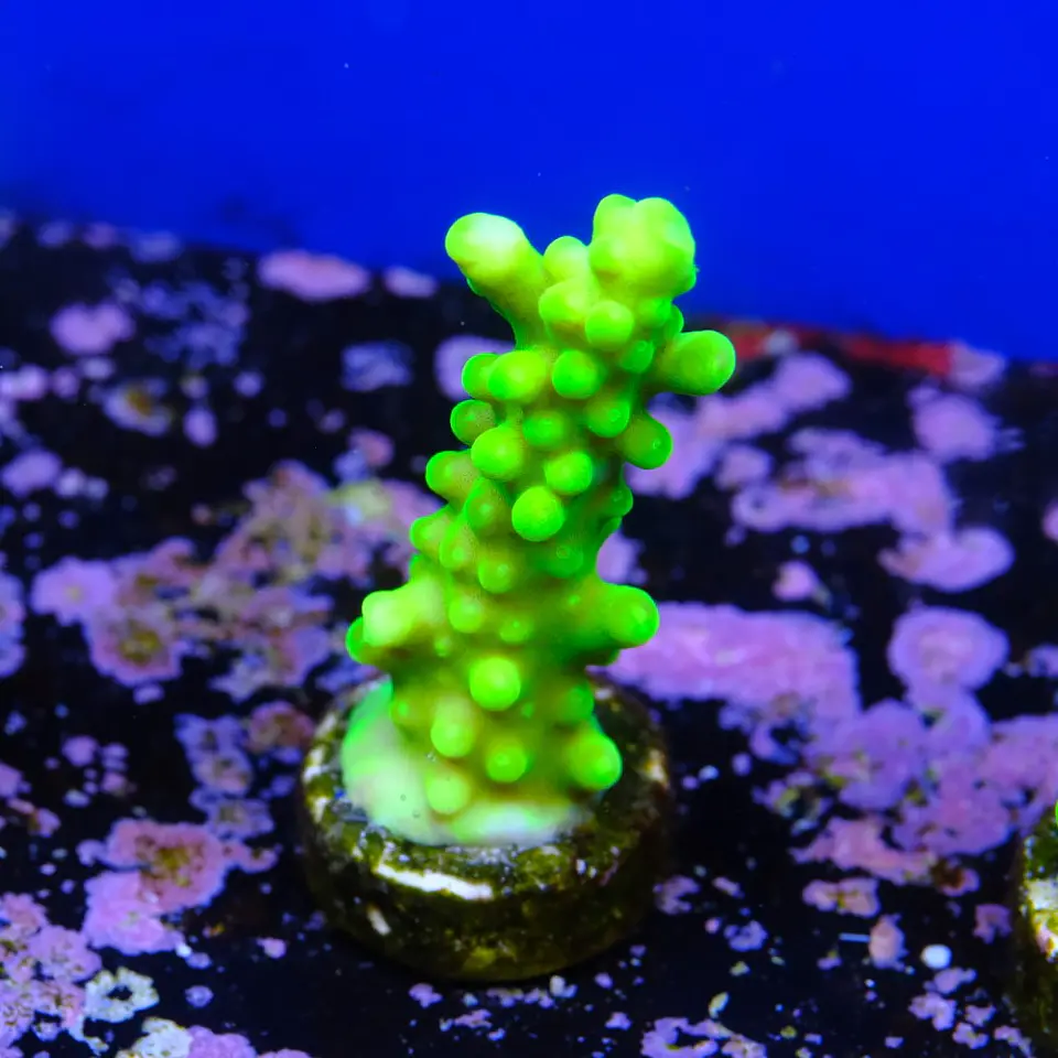 Acropora austera  2