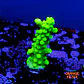 Acropora austera  - Thumbnail 1