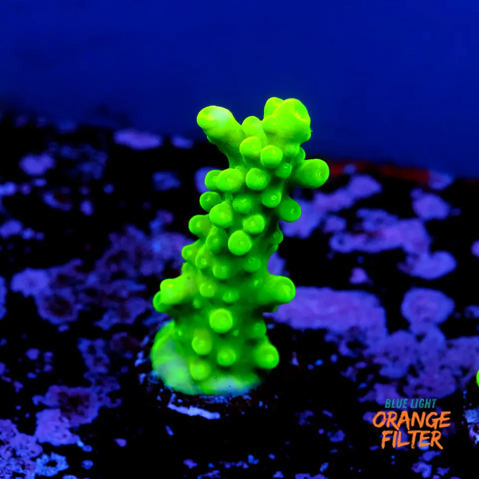 Acropora austera  1
