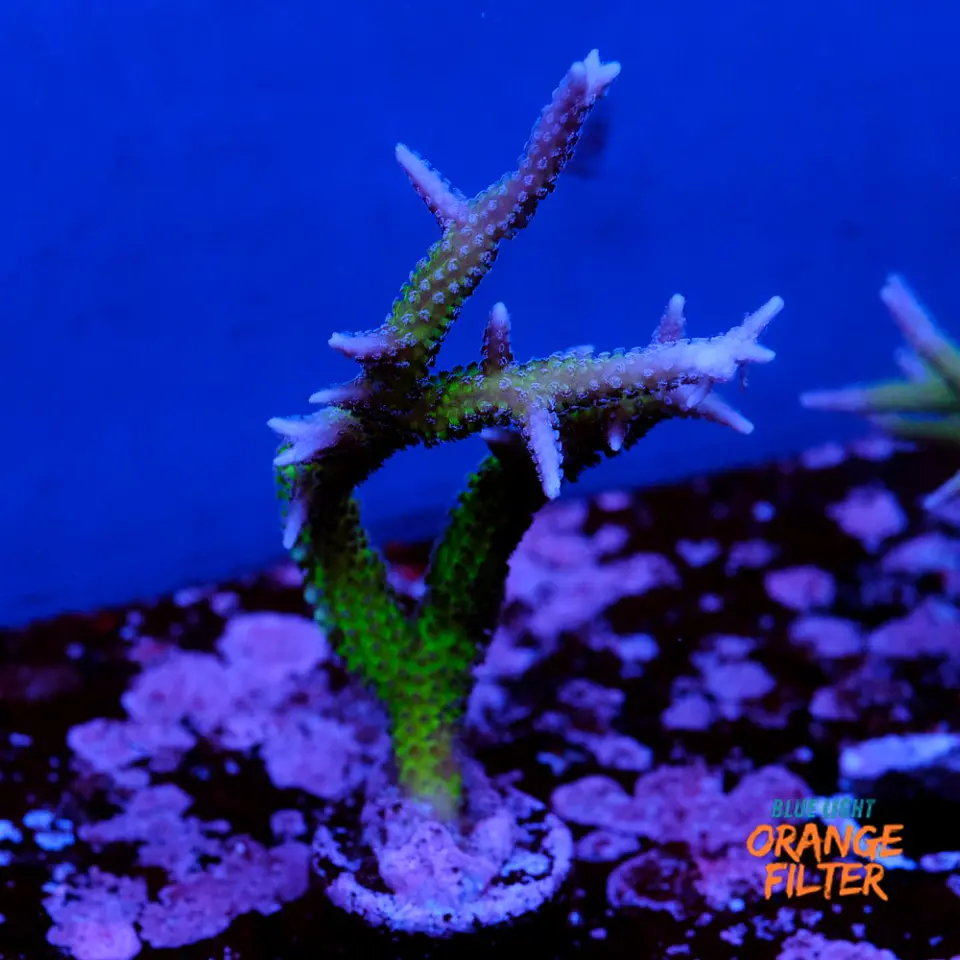 Seriatopora histix 1