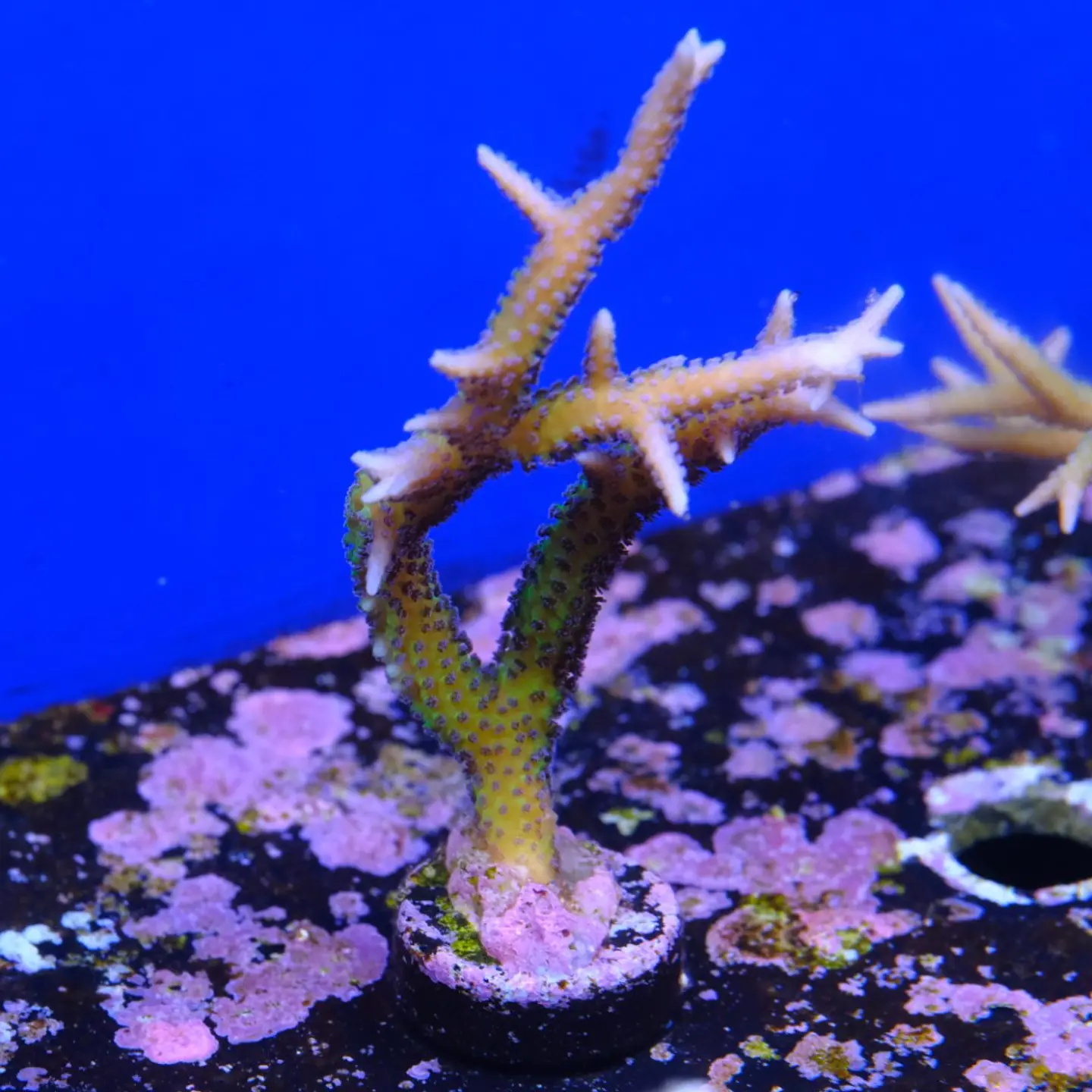 Seriatopora histix 2