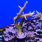 Seriatopora histix - Thumbnail 2