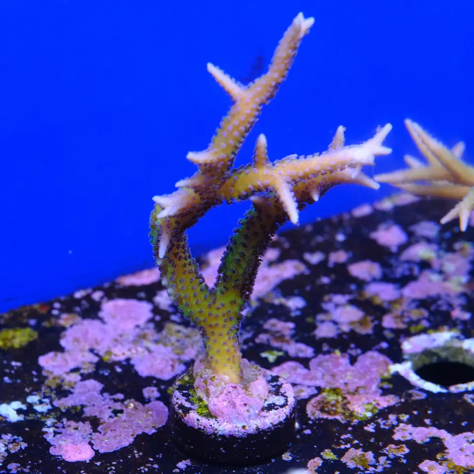 Seriatopora histix 2
