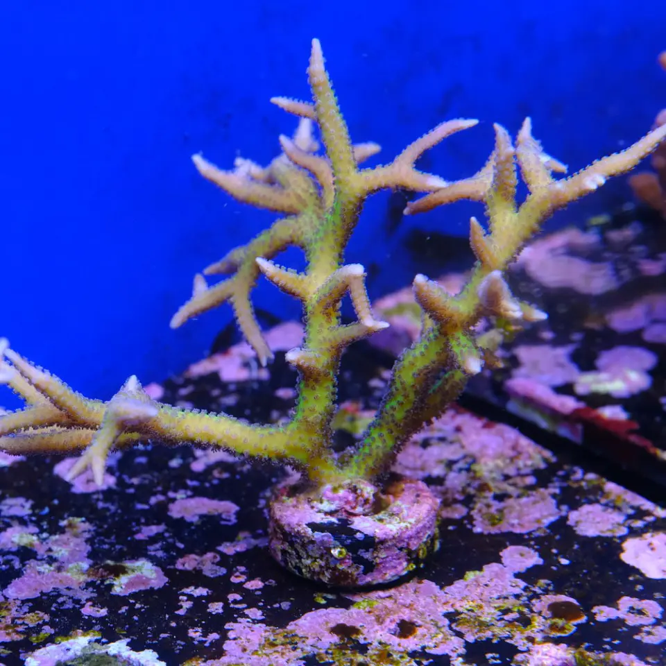 Seriatopora histix 2