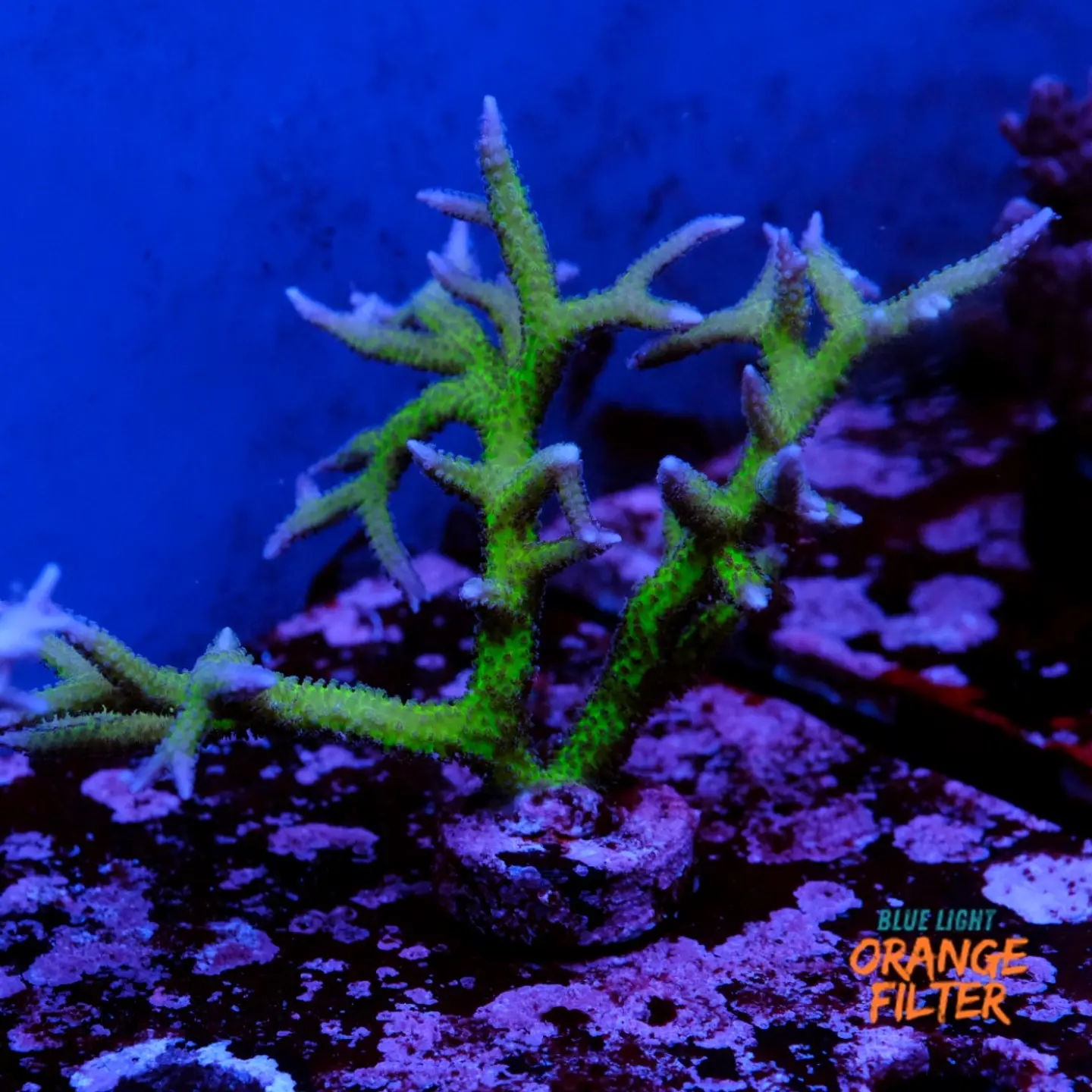 Seriatopora histix 1