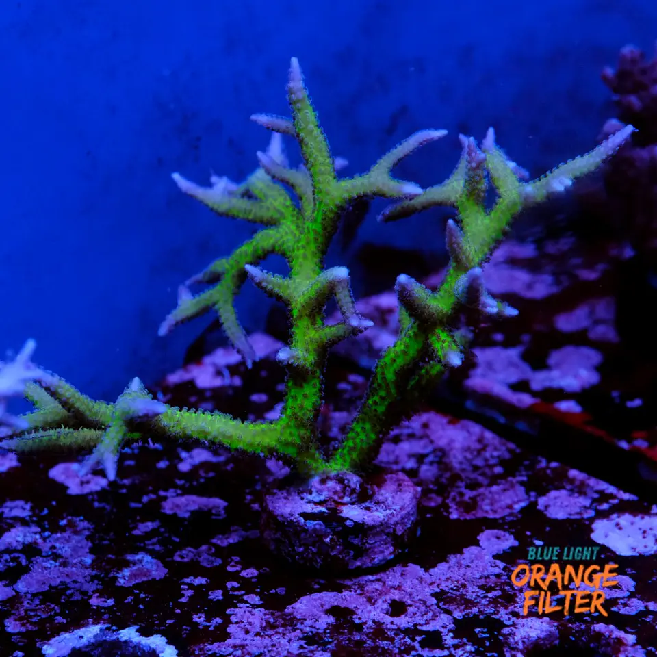 Seriatopora histix 1