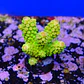 Acropora florida  - Thumbnail 2