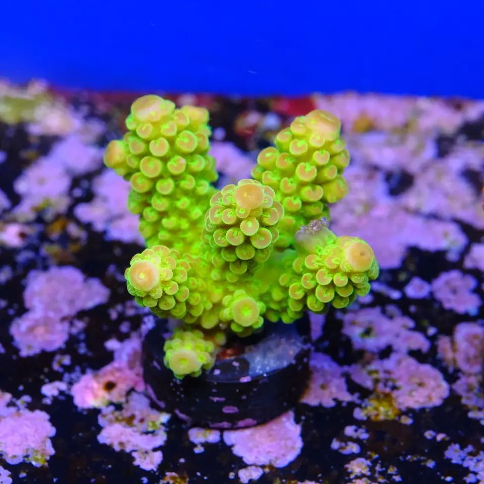 Acropora florida  2