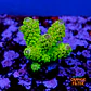 Acropora florida  - Thumbnail 1