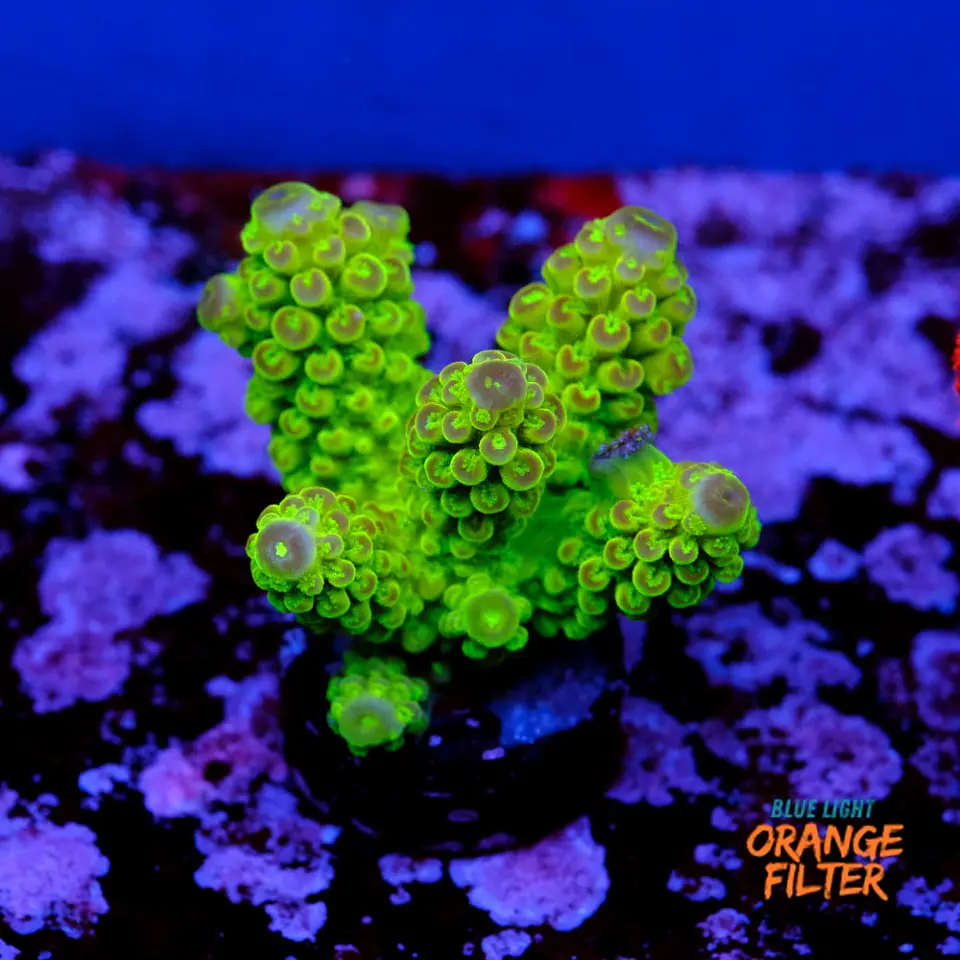 Acropora florida  1