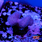 Stylophora pistillata pink - Thumbnail 2