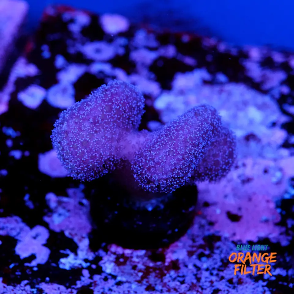 Stylophora pistillata pink 2