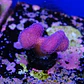 Stylophora pistillata pink - Thumbnail 1