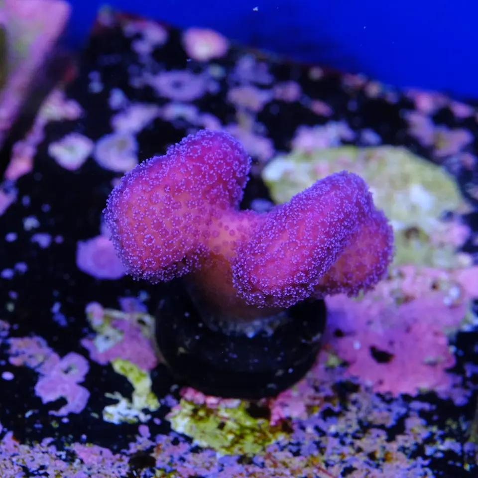 Stylophora pistillata pink 1