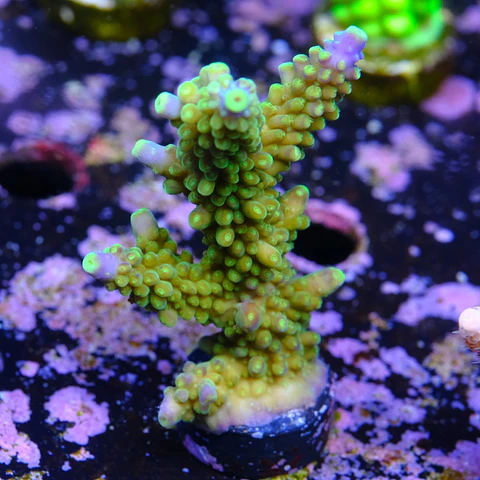 Acropora austera frog skin