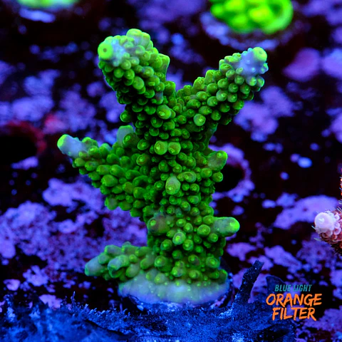 Acropora austera frog skin