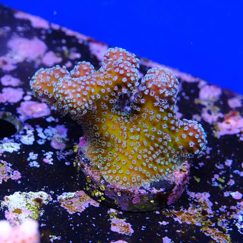 Stylophora stellar 