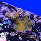 Stylophora stellar  - Thumbnail 1