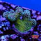 Stylophora stellar  - Thumbnail 2