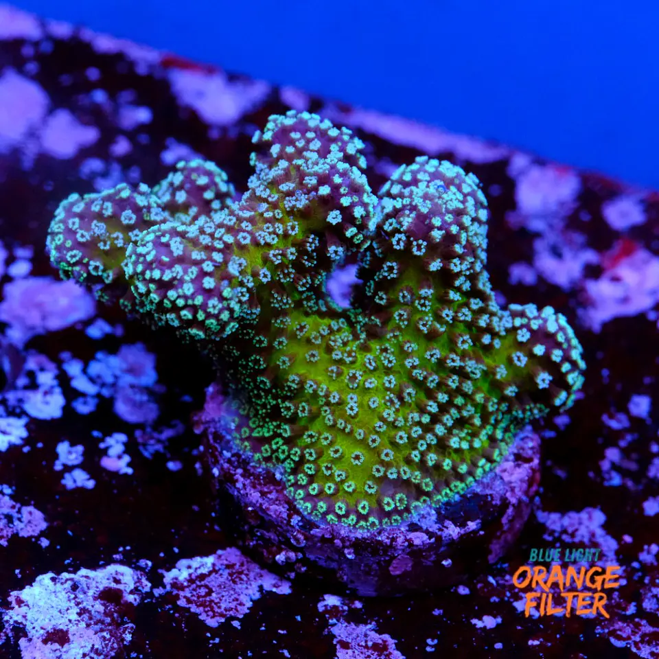 Stylophora stellar  2