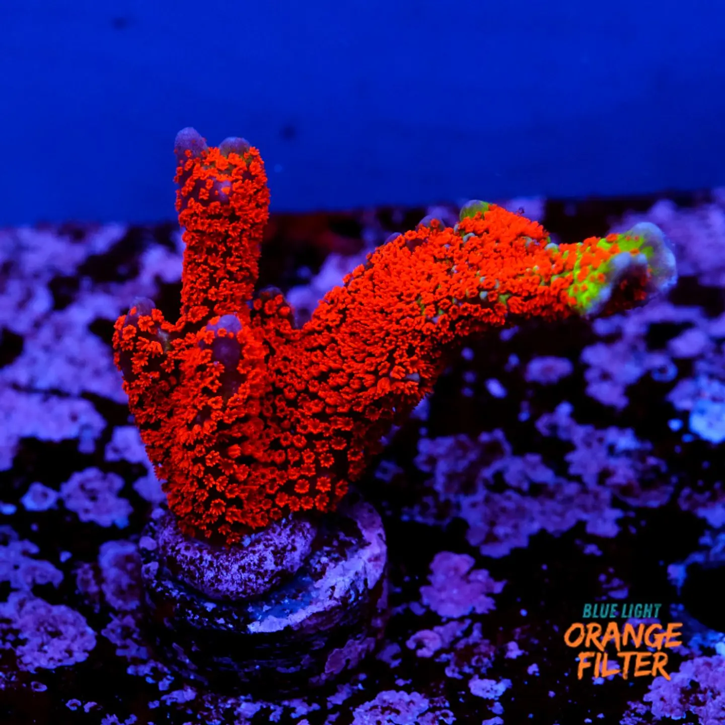 Montipora digitata 