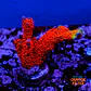 Montipora digitata 