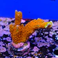 Montipora digitata 