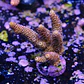 Acropora millepora  - Thumbnail 2