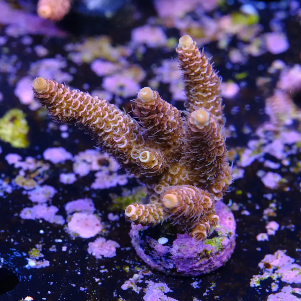 Acropora millepora  2