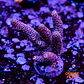 Acropora millepora  - Thumbnail 1