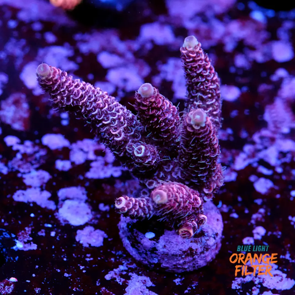 Acropora millepora  1