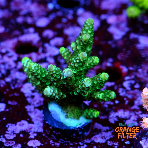 Acropora sp