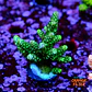 Acropora sp - Thumbnail 1