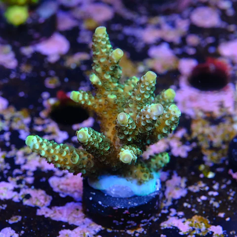 Acropora sp