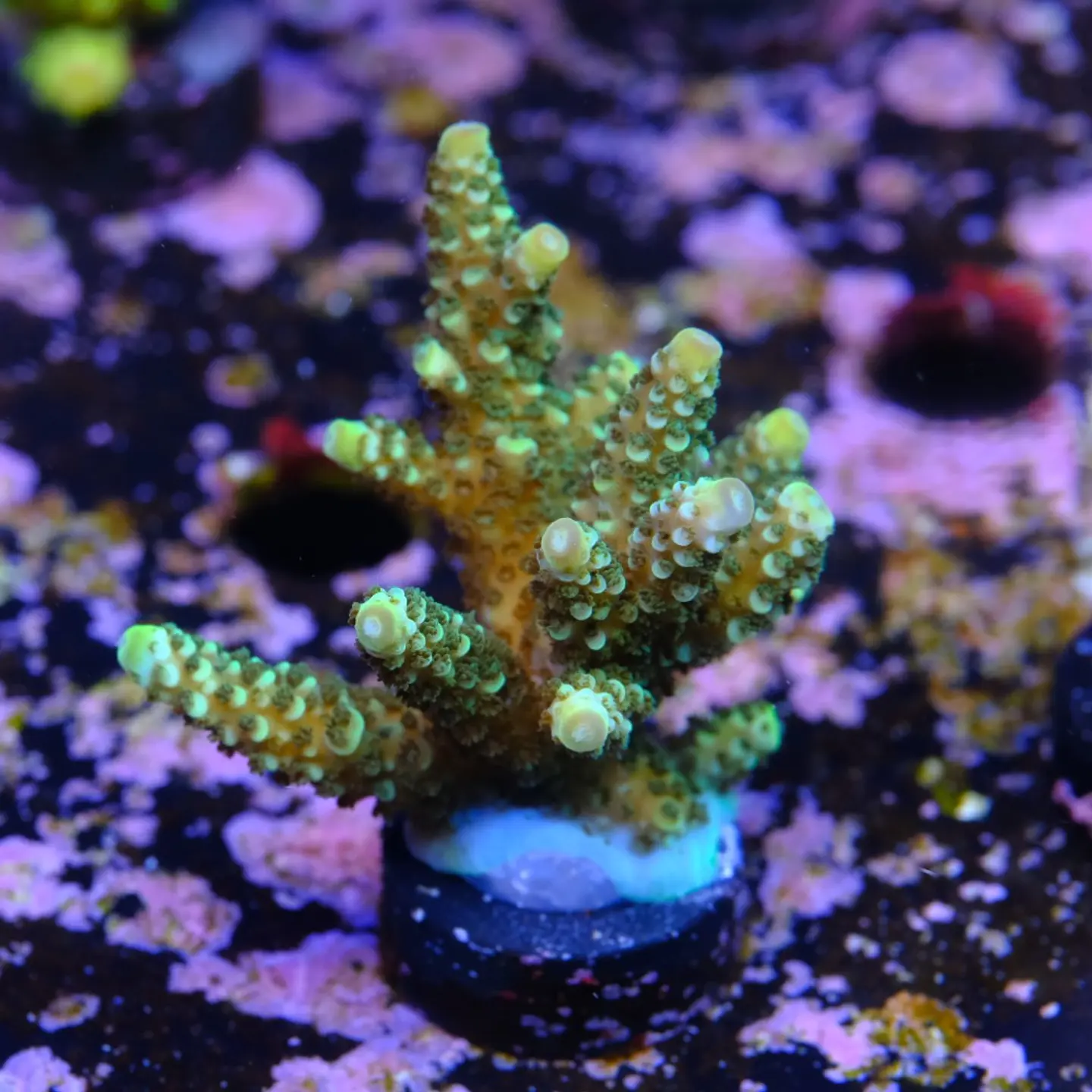 Acropora sp 2