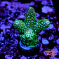 Acropora spathulata purple haze - Thumbnail 1