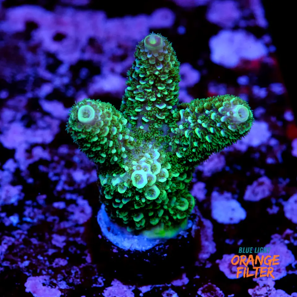 Acropora spathulata purple haze 1