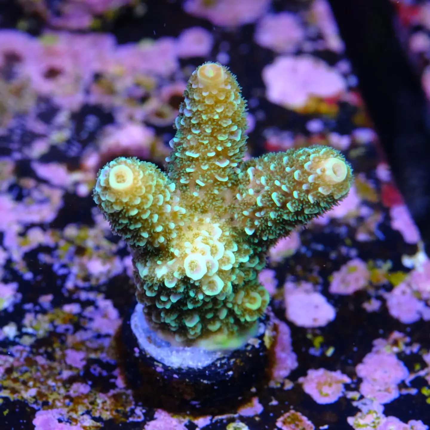 Acropora spathulata purple haze 2