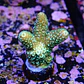 Acropora spathulata purple haze - Thumbnail 2
