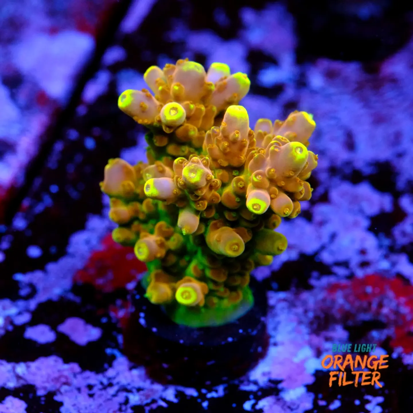 Acropora gold finger 1